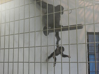 写真：チンパンジー　ゆづる2