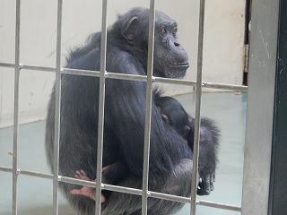 写真：チンパンジー　親子