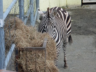 写真：シマウマ