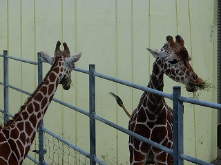 写真：アミメキリン2