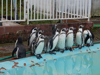 写真：フンボルトペンギン