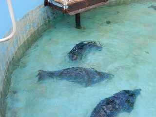 写真：ゼニガタアザラシ2