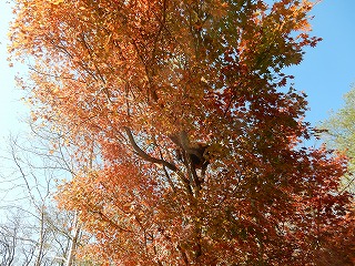写真：レッサーパンダ舎の紅葉（10月19日）