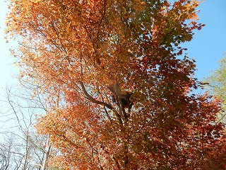 写真：レッサーパンダ舎の紅葉（10月19日）