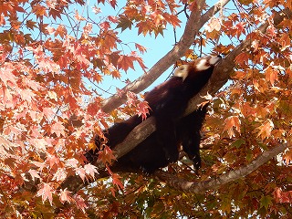 写真：10月19日　レッサーパンダ1