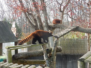 写真：10月28日　レッサーパンダ1