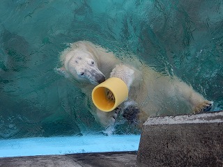 写真：10月28日　ホッキョクグマ　ミルク2