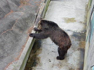 写真：ヒグマ　ヤマト2