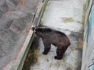 写真：ヒグマ　ヤマト3