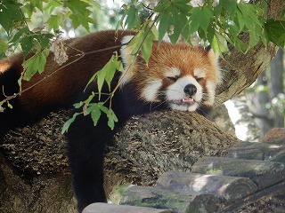 写真：レッサーパンダ　キン