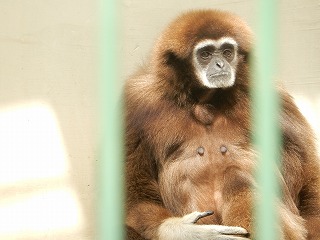 写真：シロテテナガザル　ミク