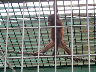 写真：ボルネオオランウータン　りな