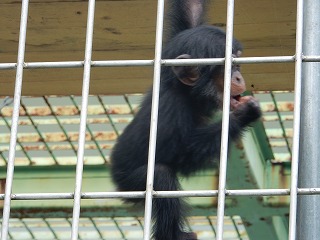 写真：チンパンジー　ゆづる2
