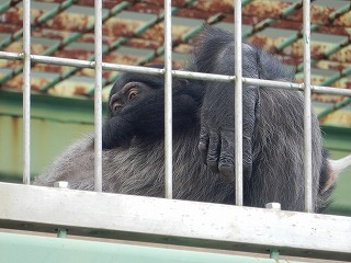 写真：チンパンジー親子