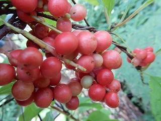 写真：チョウセンゴミシ