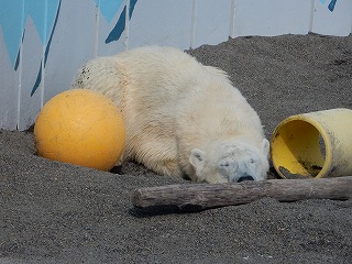 写真：9月22日　ホッキョクグマ　ミルク4