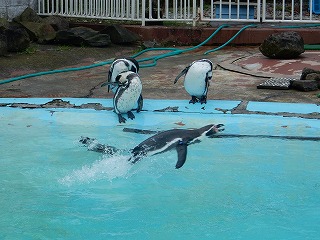 写真：ペンギン2