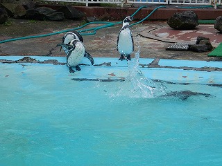 写真：ペンギン3