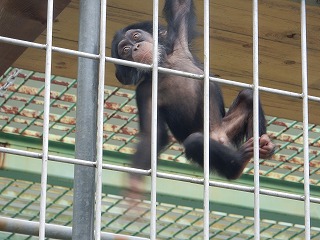 写真：チンパンジー　ゆづる1
