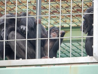 写真：チンパンジー　ゆづる3