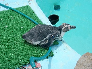写真：8月2日　フンボルトペンギン1