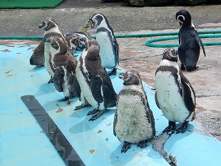 写真：8月2日　フンボルトペンギン2
