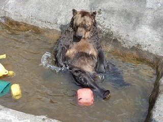 写真：ヒグマ　ヤマト1