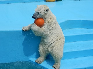 写真：8月2日　ホッキョクグマ　ミルク1