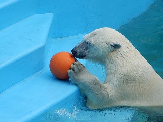 写真：8月2日　ホッキョクグマ　ミルク2