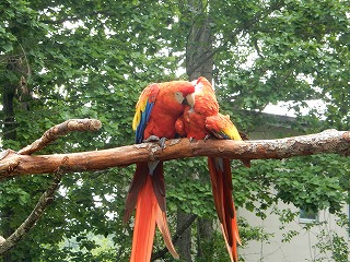 写真：アカコンゴウインコ