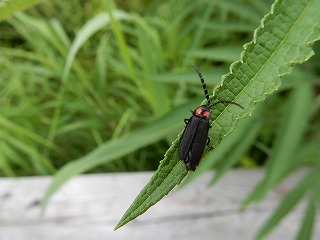 写真：オバボタル