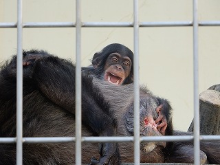 写真：チンパンジー　ゆづる