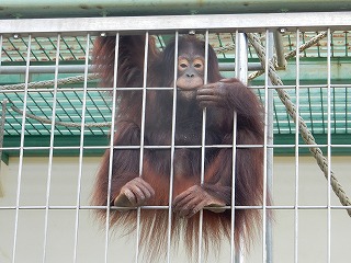 写真：ボルネオオランウータン　ひな