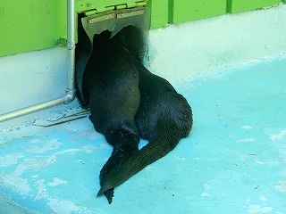 写真：カナダカワウソ1