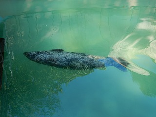 写真：ゼニガタアザラシ1