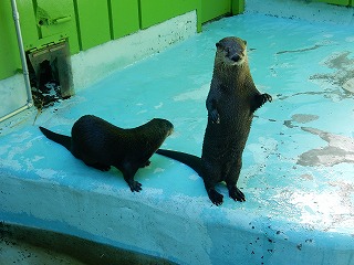 写真：カナダカワウソ2