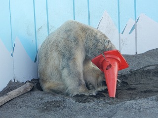 写真：8月11日　ホッキョクグマ　キロル1