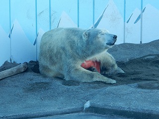 写真：8月11日　ホッキョクグマ　キロル2