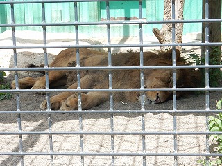 写真：ライオン　ゆうひ