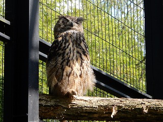 写真：ワシミミズク