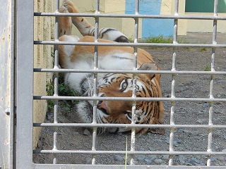 写真：アムールトラ　カフカ