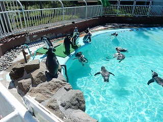 写真：8月24日　フンボルトペンギン