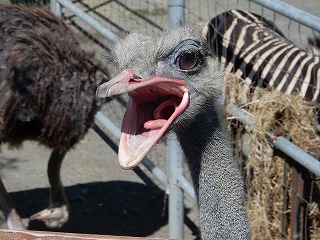 写真：ダチョウ　ジョン