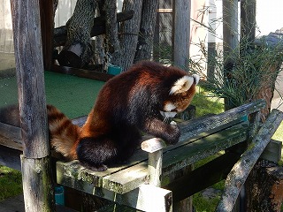 写真：8月24日　レッサーパンダ1