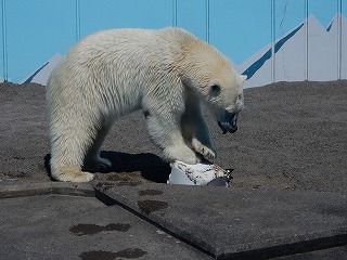 写真：8月24日　ホッキョクグマ　ミルク