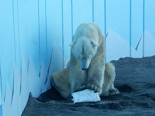 写真：8月24日　ホッキョクグマ　キロル