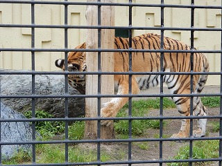 写真：アムールトラ　チョコ1