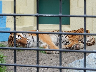 写真：アムールトラ　カフカ