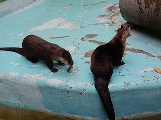 写真：カナダカワウソ