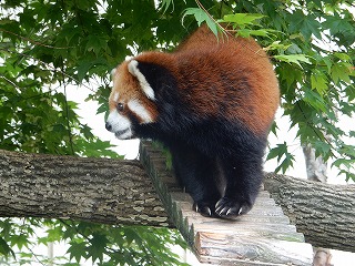 写真：7月2日　レッサーパンダ　コーアイ